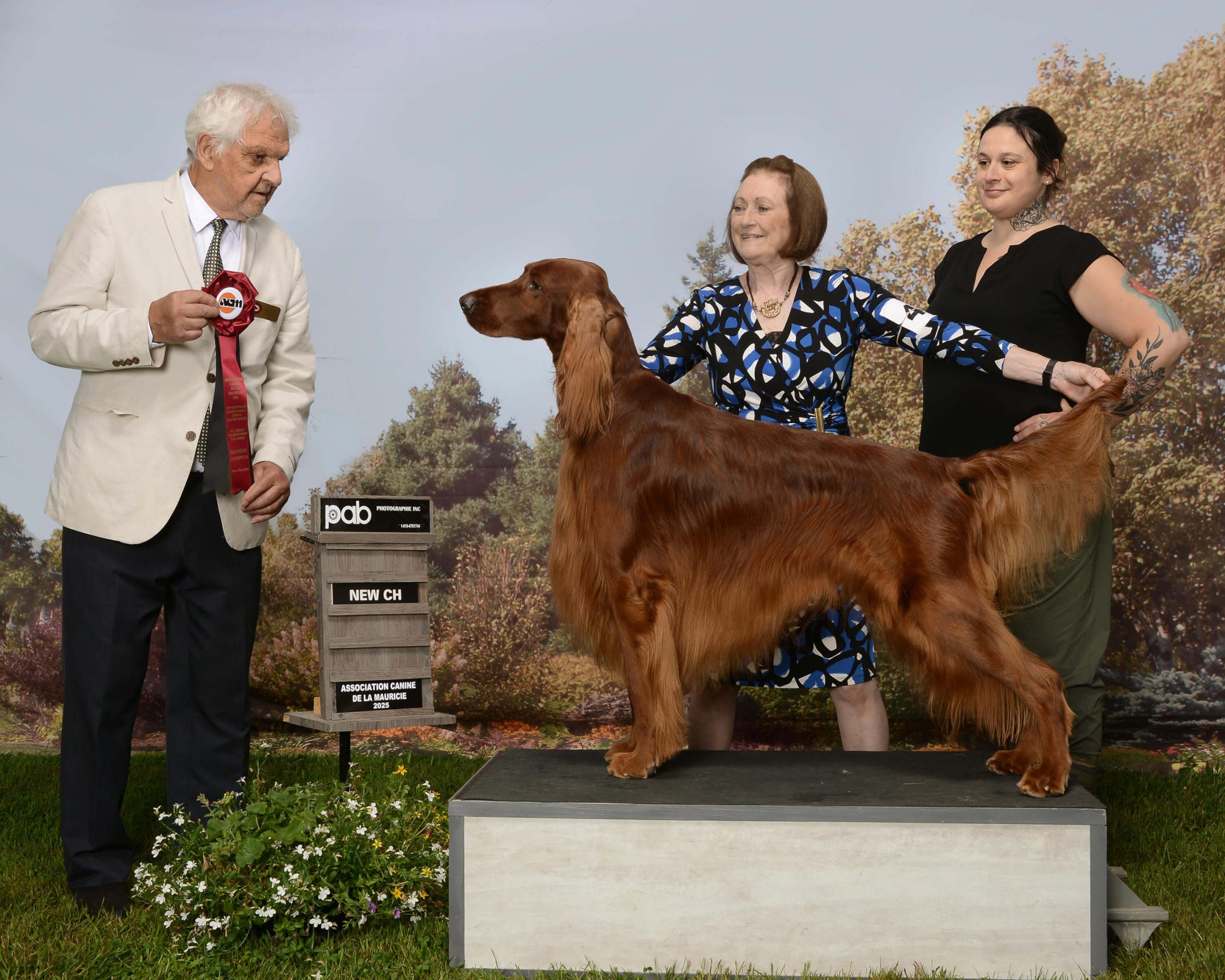 Stanley-Male-Vermelho Setter Irlandais
