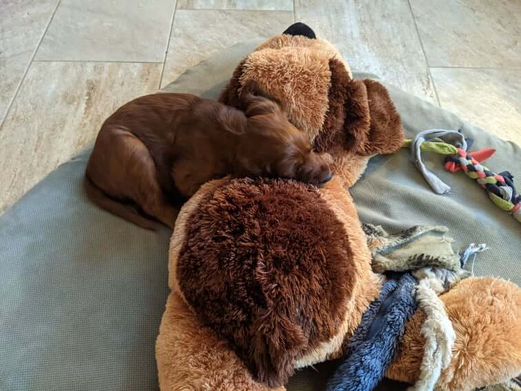 chienStanley_vermelho
