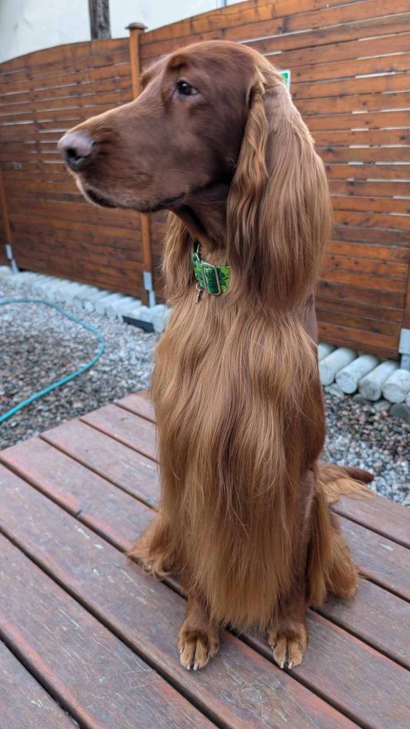 chienStanley_vermelho