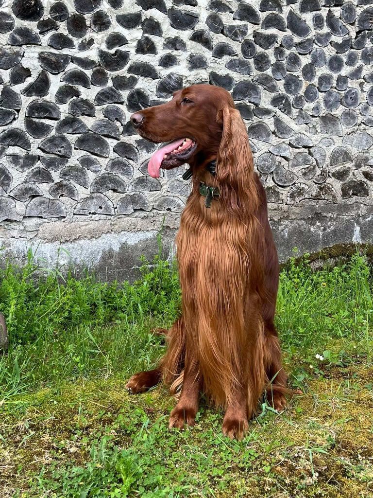 chienStanley_vermelho